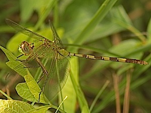 Great Pondhawk - Erythemis vesiculosa